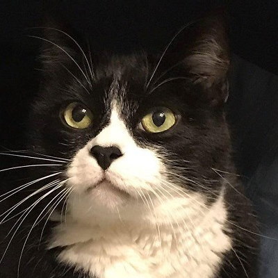 Eldritch_kitten